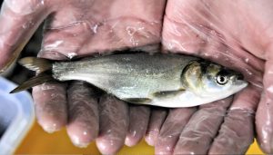 В водохранилища Донетчины выпустили более 5 тонн рыбы