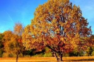 18 октября: какой праздник сегодня, что нельзя делать, приметы и именинники