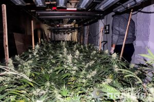 Операція «Мак-2021»: Нацполіція виявила рекордну площу незаконних посівів нарковмісних рослин