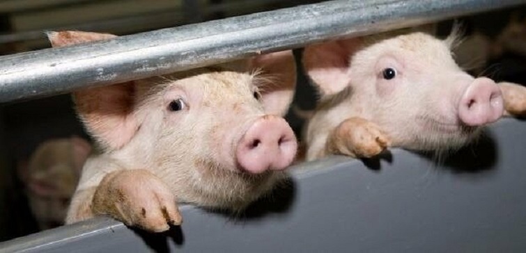 В Донецкой области в этом году не зафиксировано ни одного случая африканской чумы свиней