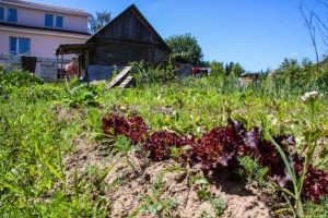 Лунный календарь с 4 по 10 октября: что следует сделать в огороде