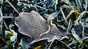 Внимание! В Донецкой области ожидаются заморозки!