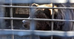 Двох ведмедів, які 20 років належали “Укрзалізниці”, повезли до Нідерландів