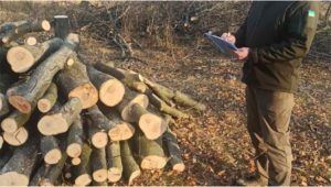 В Краматорске неизвестные вырубили более 60 деревьев