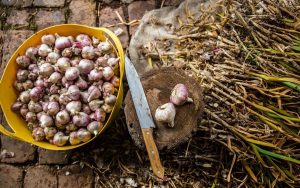 Когда и как сажать чеснок на зиму: пошаговая инструкция