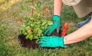 Как правильно пересадить розу осенью, чтобы королева цветов прижилась