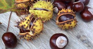 Заробіток на каштанах: як і скільки грошей можна заробити