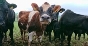 В США из коровьего навоза сделали фильтр для воды