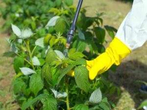 Как удобрить малину осенью, чтобы ягода через год дала щедрый урожай