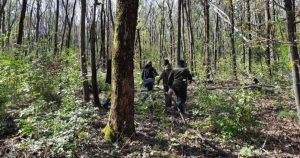 На Донетчине 140 гектаров лесов проверили на наличие больных деревьев