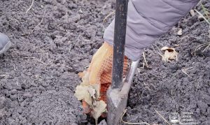 В Донецкой области высадили двадцать тысяч молодых ростков дубов