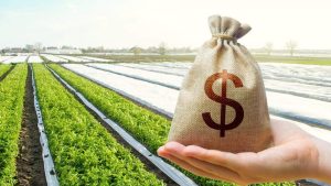 Українці продали майже 120 тисяч гектарів землі з початку роботи ринку