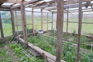 Какие растения нельзя удобрять золой и почему: ошибки, которые допускают дачники