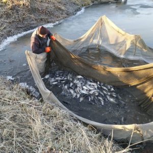 В Оскольское водохранилище выпустили более 3 тонн рыбы