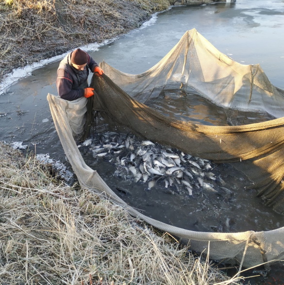 В Оскольское водохранилище выпустили более 3 тонн рыбы