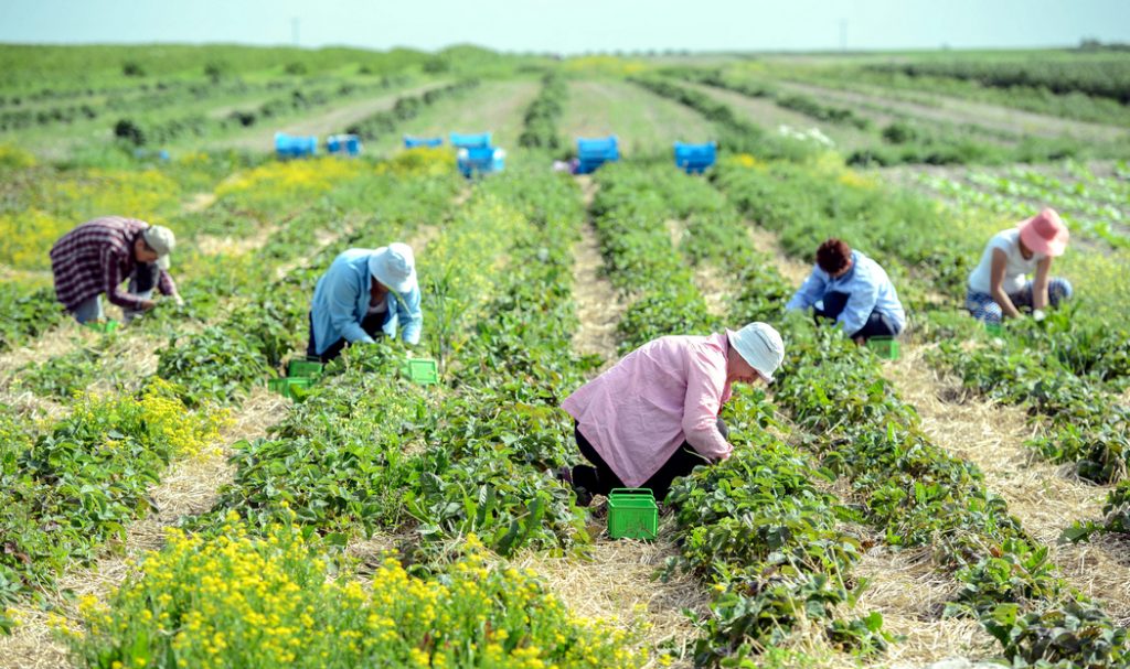 Польша упрощает легализацию заробитчан. Ей нужно еще больше украинцев