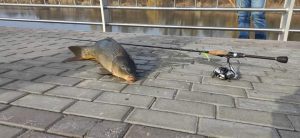 В Краматорске в Саду Бернацкого рыбаки начали ловить крупную рыбу. В чем причина? Мнение эксперта