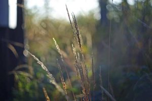 Народные приметы 3 ноября: что нельзя и что нужно делать в Илларионов день