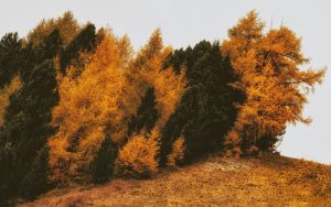 Что отмечают 22 ноября, какой церковный праздник, что запрещено делать