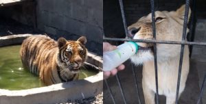 “Отдам в хорошие руки”: житель Краматорска продает тигрицу и львицу за 1000 грн.