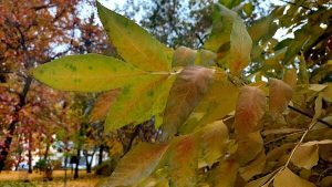 1 ноября: какой праздник, что нельзя делать на Иоила, приметы и именинники