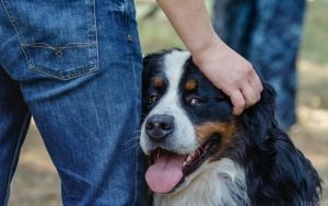 В Украине вступил в силу зоозащитный закон: передвижные цирки запретили, а за выгул собак без поводков будут штрафовать