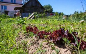 Лунный календарь с 3 по 7 ноября: что следует сделать в огороде