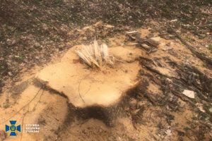 В Славянском лесхозе чиновники наживались на незаконной вырубке леса: ущерб превысил два миллиона гривен