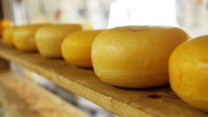 Как определить наличие пальмового масла в твердом сыре и молочных продуктах