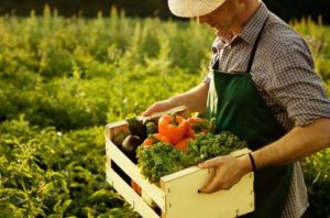В Украине вводят “налог на огород”: кого освободят от платежей