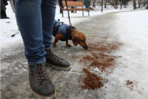 Кофе вместо соли: Как борются с гололедом и снегом на дорогах в разных странах мира