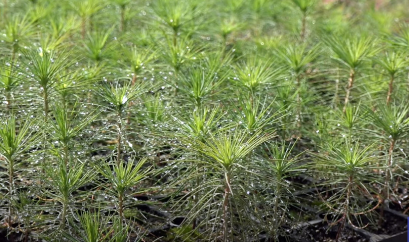 Будівництві лісового насіннєво-селекційного центру в Лимані вийшло на завершальну стадію