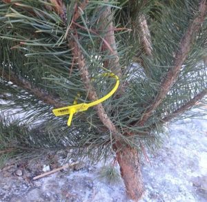 Сколько стоит незаконно срубить елку. Славянский отдел экологии и природных ресурсов информирует