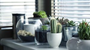 Медик назвал растения, которые защищают дом от инфекций