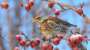 Что нельзя делать 2 декабря: праздники, приметы на Авдея Радетеля и именинники