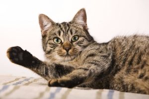 Почему кот просыпается рано утром и не дает спать хозяевам