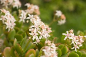 Принесет в ваш дом счастье и достаток: как заставить цвести денежное дерево – простой способ