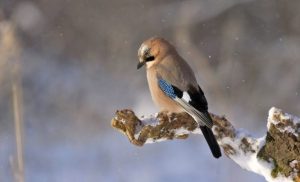 11 декабря: какой праздник, что нельзя делать в Сойкин день, приметы и именинники