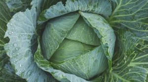 За год капуста подорожала в пять раз. Цены на овощ продолжают расти