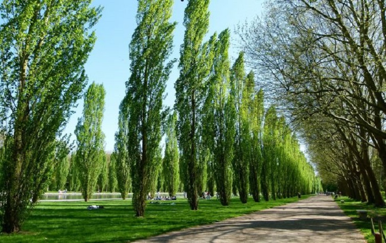 Почему в СССР садили тополя в каждом дворе: на это есть четыре причины