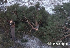 Под Лиманом незаконно рубили елки