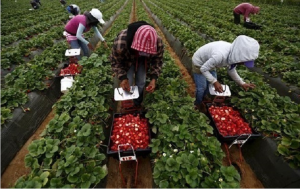 В Польше упростили трудоустройство украинцев: Подробности