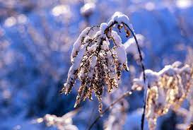 21 января: какой праздник отмечают, что нельзя делать на Емельяна, приметы и именинники