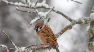 28 января: какой сегодня праздник, приметы и запреты