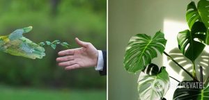 Какое растение для дома выбрать по знаку зодиака: гороскоп