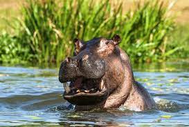 В Краматорске хотят создать памятник бегемоту из парка Юбилейный