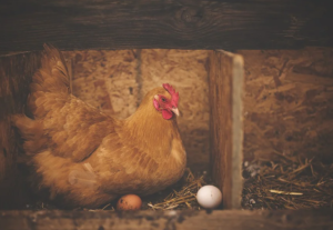 Народные приметы на 15 января 2022 года: что нельзя делать в Куриный праздник