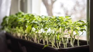 Что нельзя делать при выращивании рассады: 4 ошибки, которые загубят урожай томатов