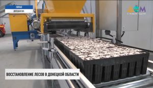 В Лиманском лесном хозяйстве более миллиона молодых сосен хотят в вырастить в 2022 году