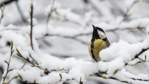 Приметы на 1 февраля: что нельзя делать в день Макария и как не попасть в беду